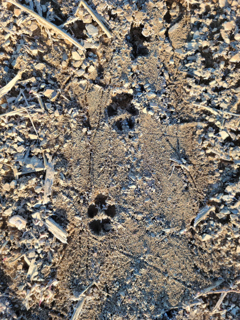A photo of fox footprints in the dirt.
