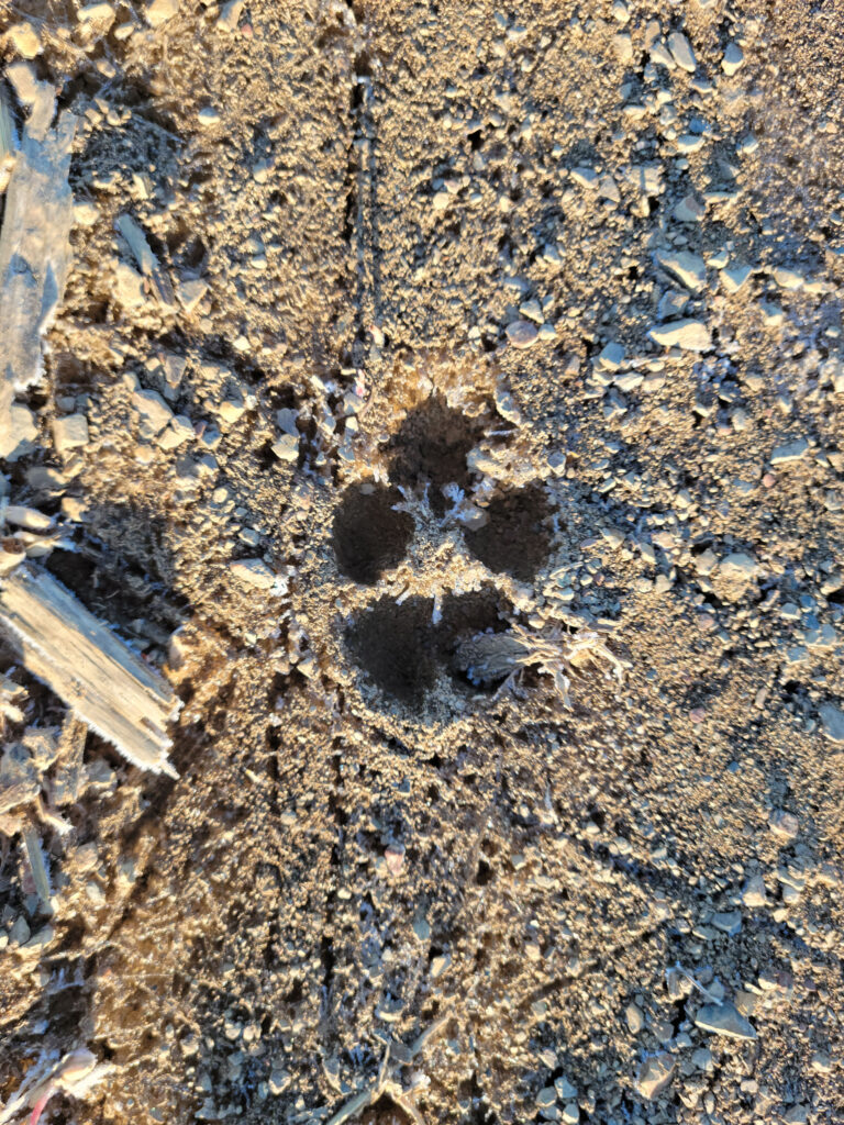 A photo of fox footprints in the dirt.