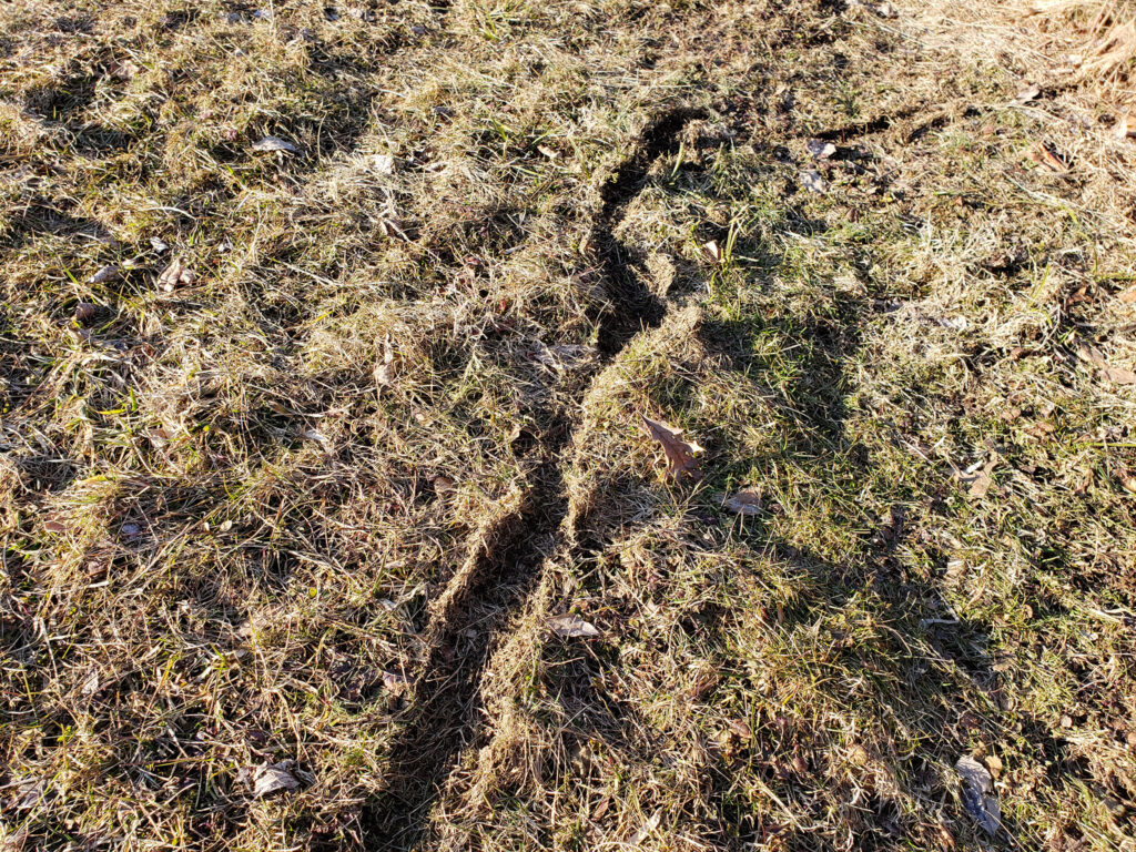 A photo of vole trails in the grass.