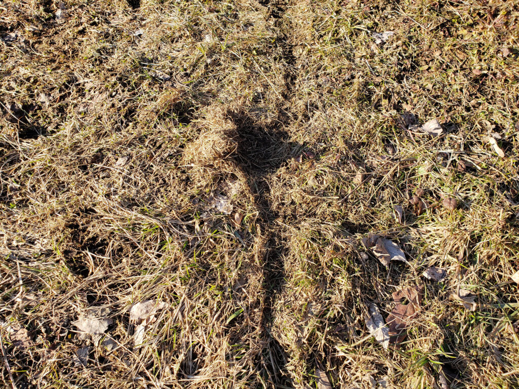 A photo of vole trails in the grass.