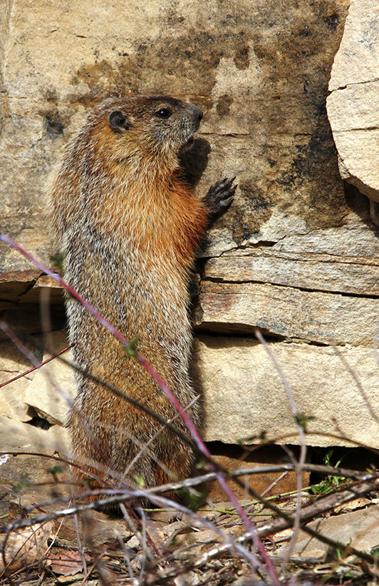 A photo of a groundhog standing on its hind legs and leaning on some rocks