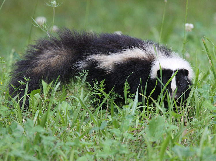 A photo of a skunk in some green grass, peeking through the blades of grass.