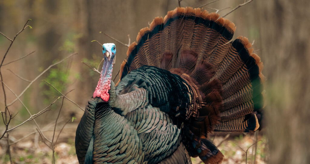 A photo of a turkey in the woods