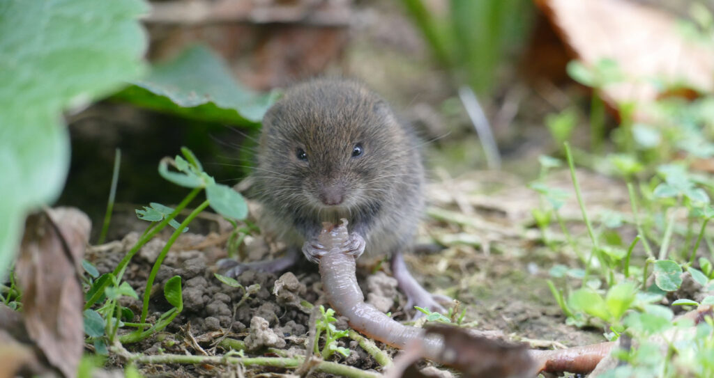 A photo of a vole holding a partially eaten worm.