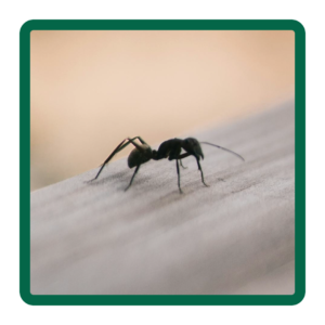 A picture of a black ant