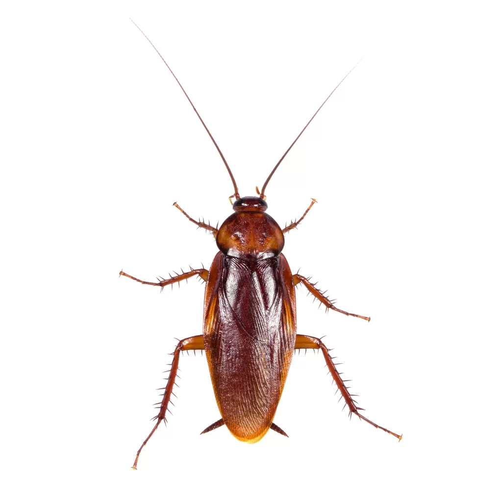 An American cockroach on a white background