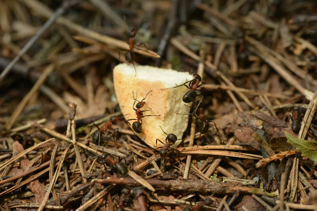 Ants crawling on a cookie crumb in the grass