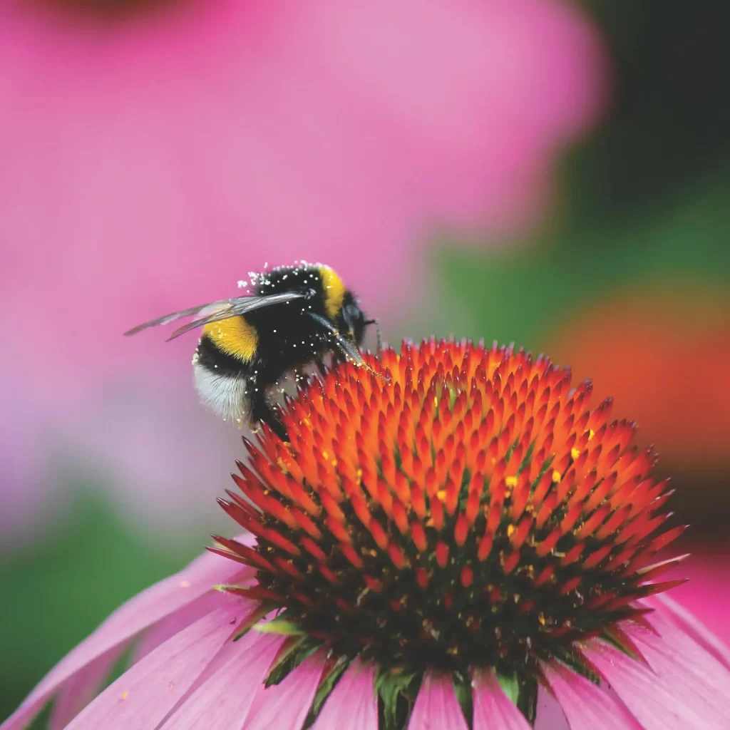 Bumble bee on a pink flower