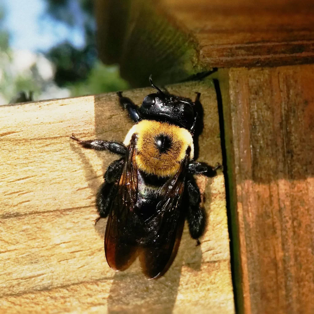 A carpenter bee on some wood