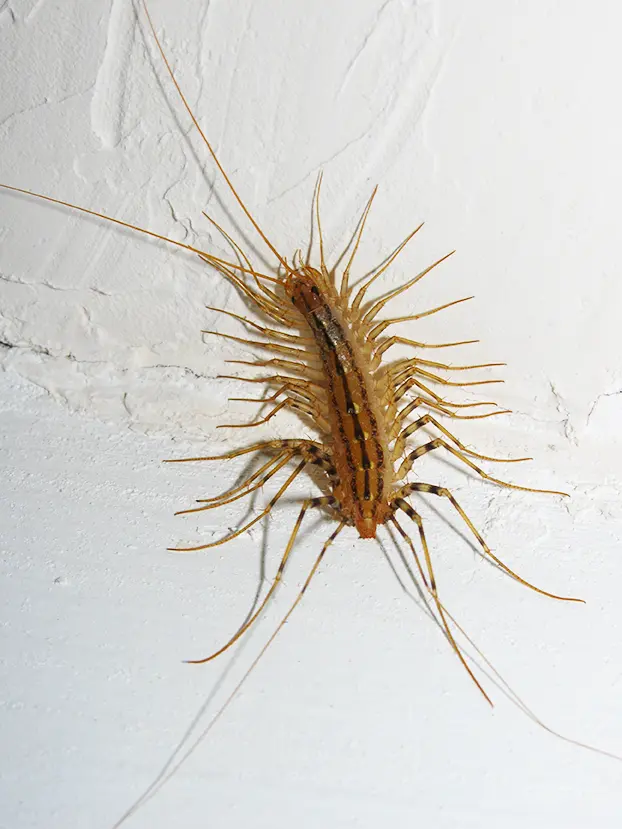 A house centipede on a white wall