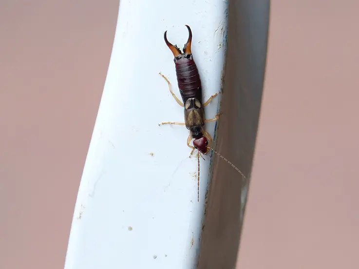 An earwig on a white surface