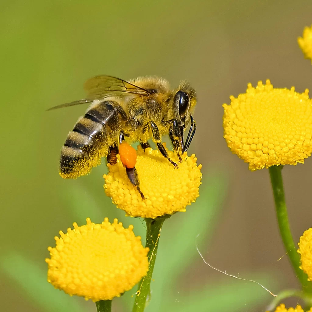 A honey bee on a yellow flower