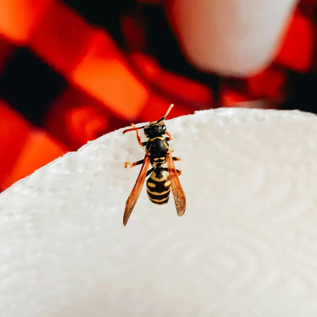 A paper wasp resting on a paper towel