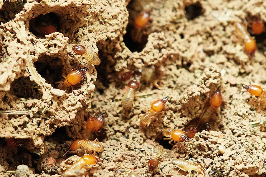 Termites crawling through wood