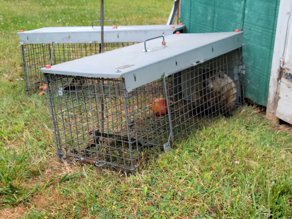 A groundhog in a cage trap