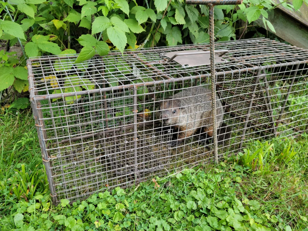 A groundhog in a cage trap