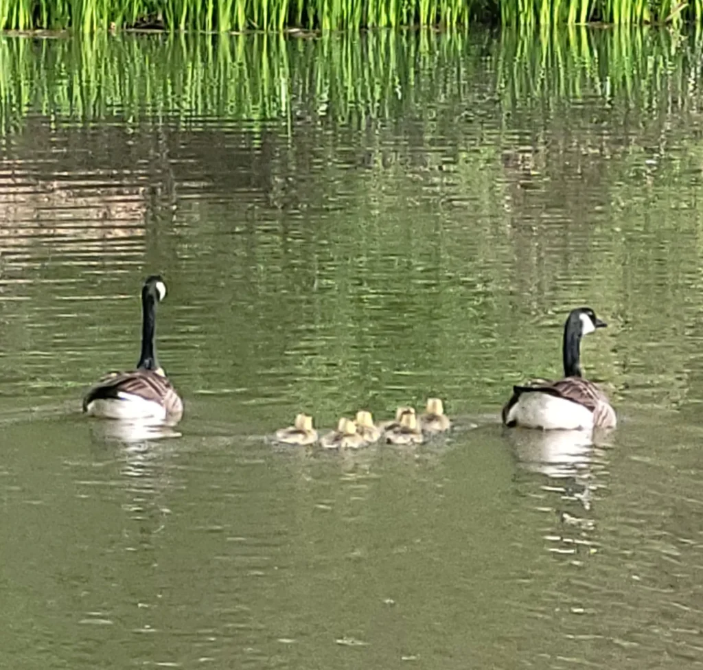 Two adult Canadian geese with some young swimming between them