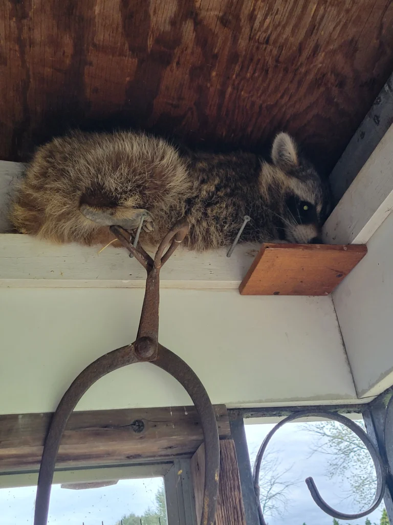 A raccoon squeezed into a corner of a porch roof in the daytime and looking a bit strange.