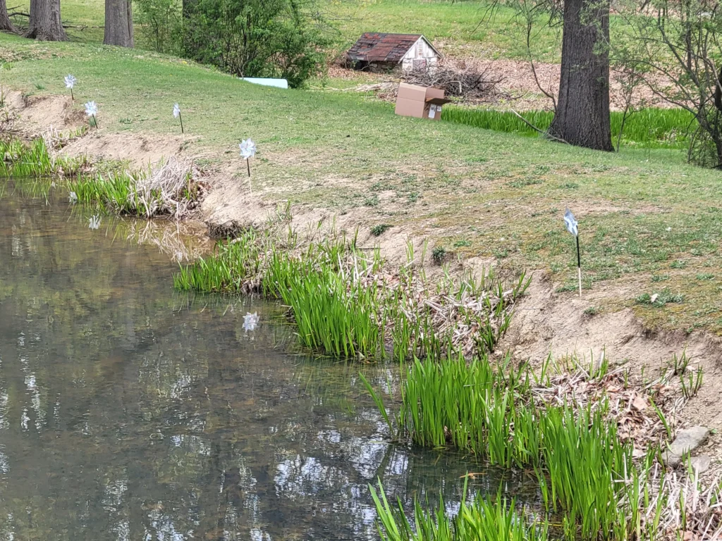 Silver mylar pinwheels set up around a pond