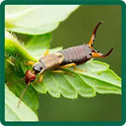 An earwig sitting on a leaf