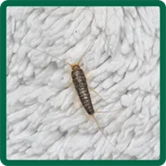 A silverfish