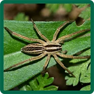 A wolf spider on a leaf