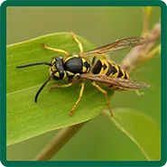A yellowjacket on a leaf