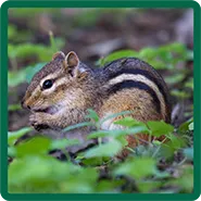 A chipmunk sitting in leaves