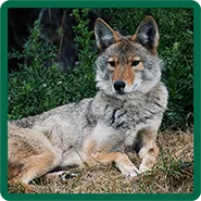 A coyote