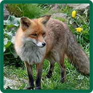A fox
