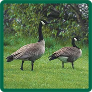 Two Canadian geese walking in a field