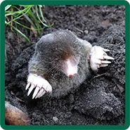 A mole coming out of the dirt
