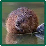 A muskrat in the water