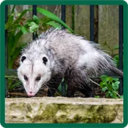 An opossum