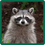 A raccoon
