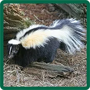 A skunk