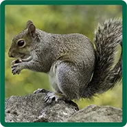 A squirrel holding a nut