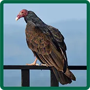 A turkey vulture perched on a railing