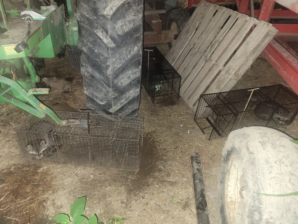 Three live traps with raccoons in them