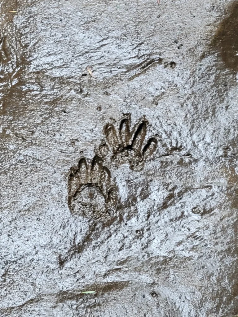 Raccoon prints in the mud