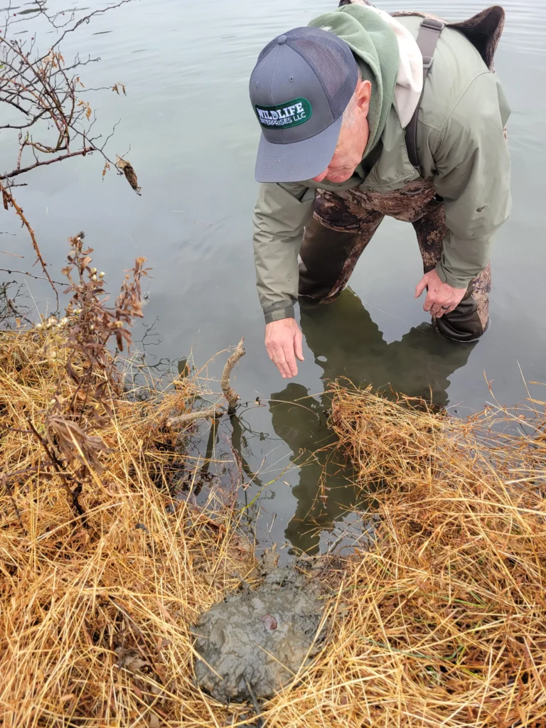 Dan placing a beaver snare in a pond
