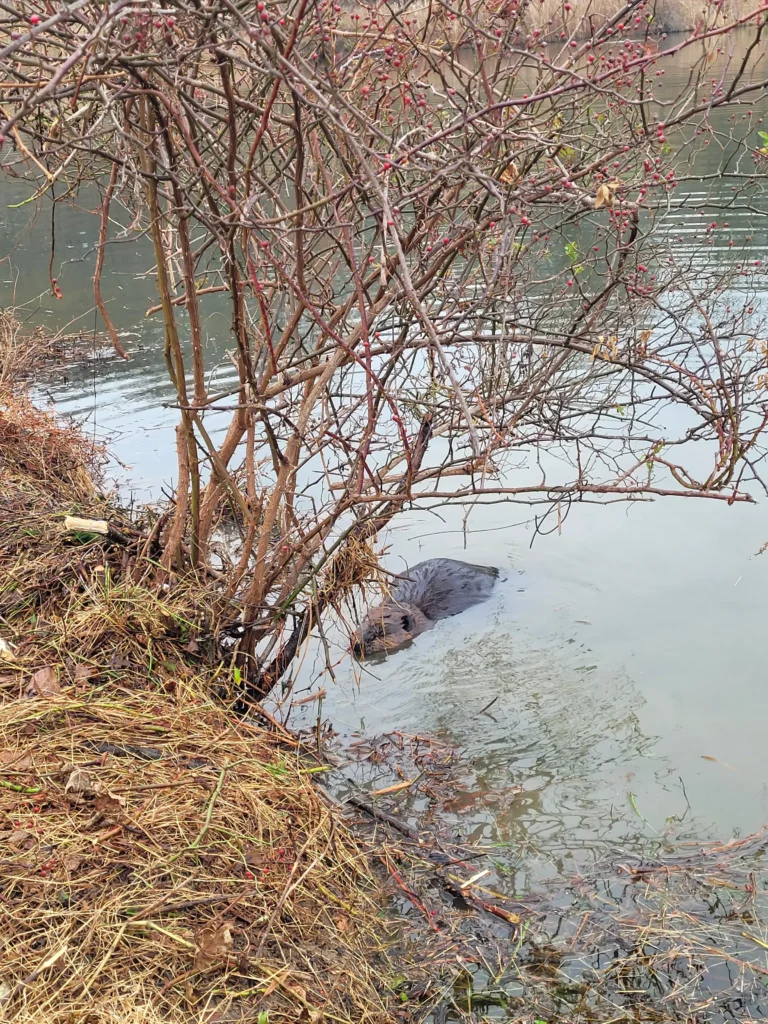 A live beaver caught in the snare