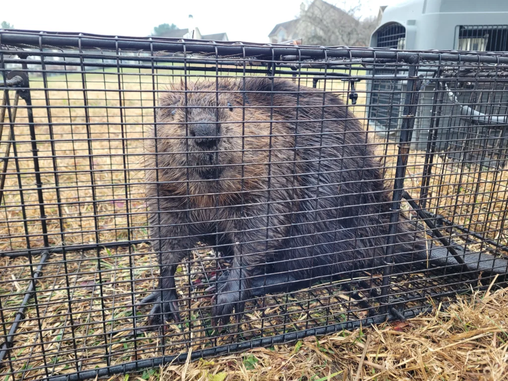 A beaver in a live trap